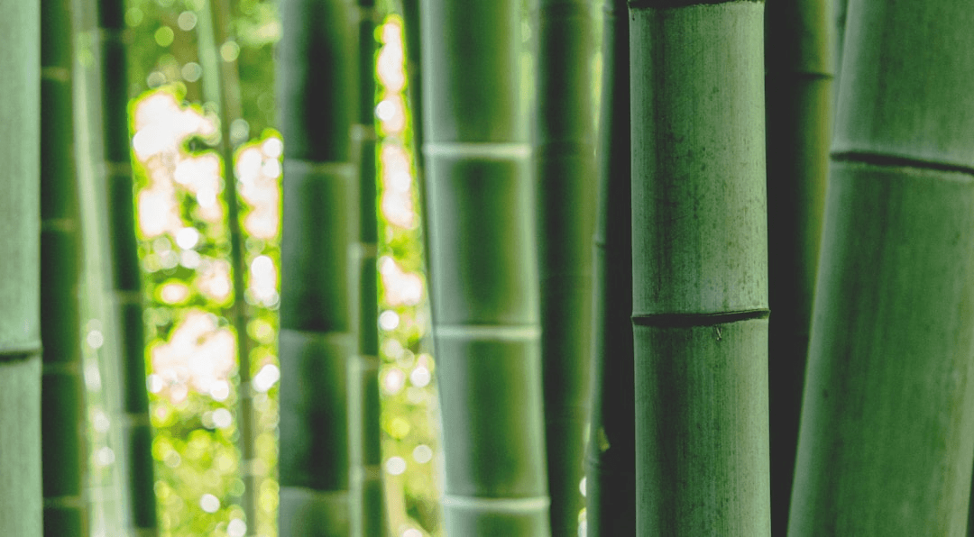 Bamboo instead of plastic news image